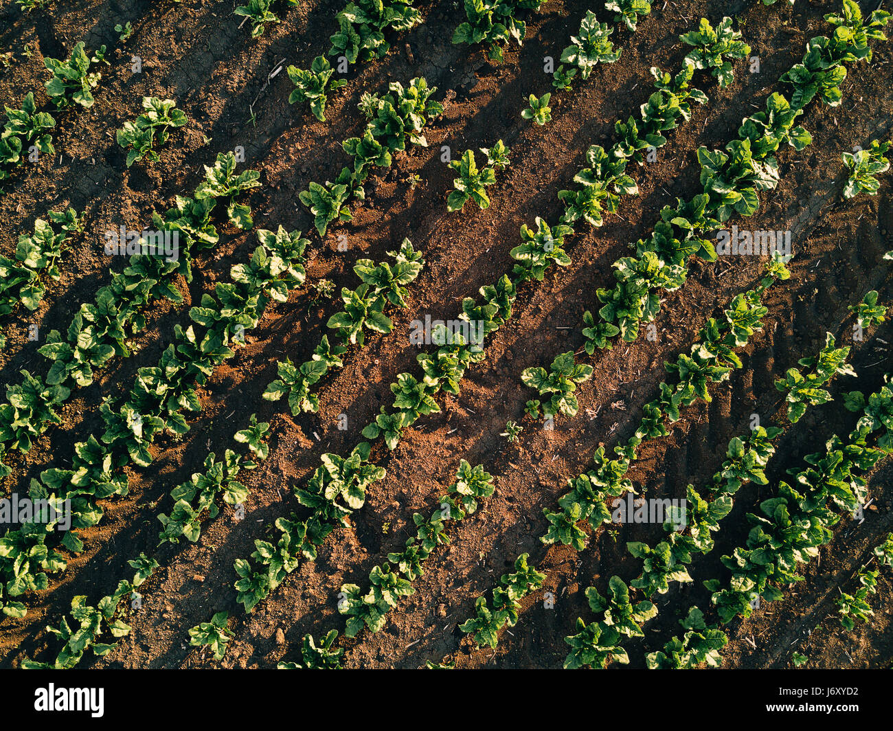 The beet field hires stock photography and images Alamy
