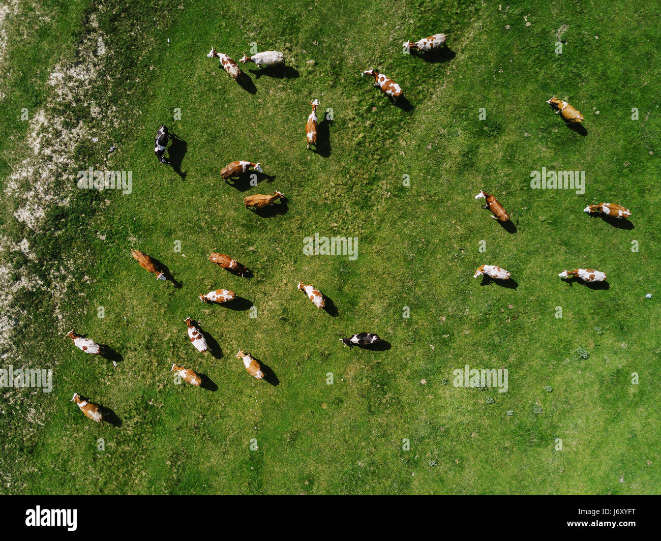 Aerial view of cows herd grazing on pasture field, top view drone pov Stock Photo