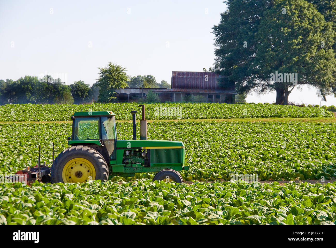 agriculture farming field tobacco farm tractor equipment agricultural Stock  Photo