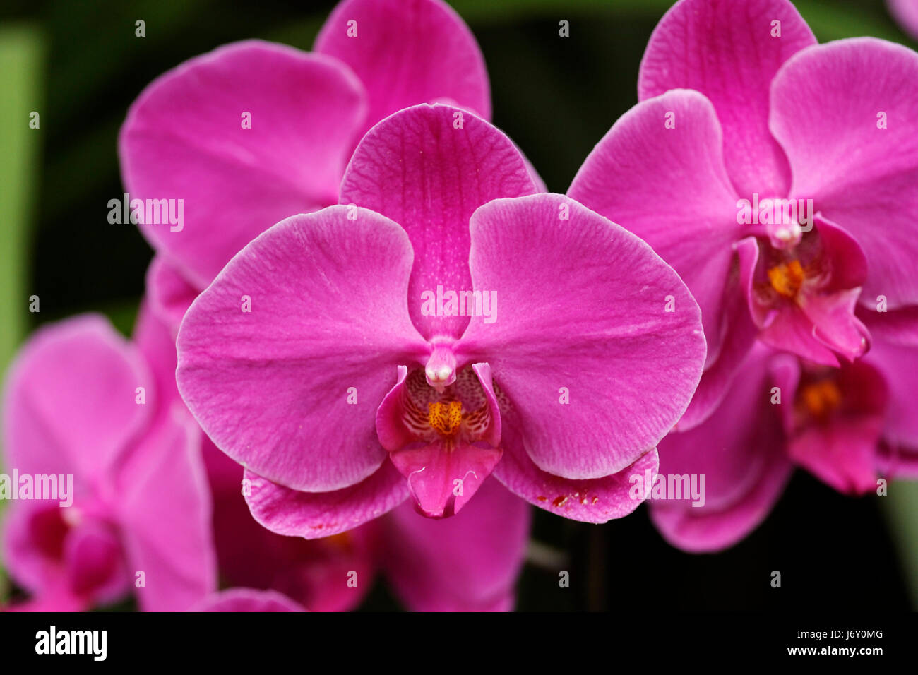 inflorescence of a purple orchid phaelaen Stock Photo