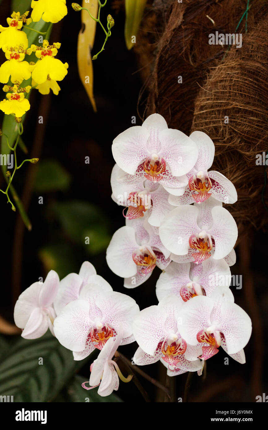 inflorescence of an orchid phaelaenopsis Stock Photo