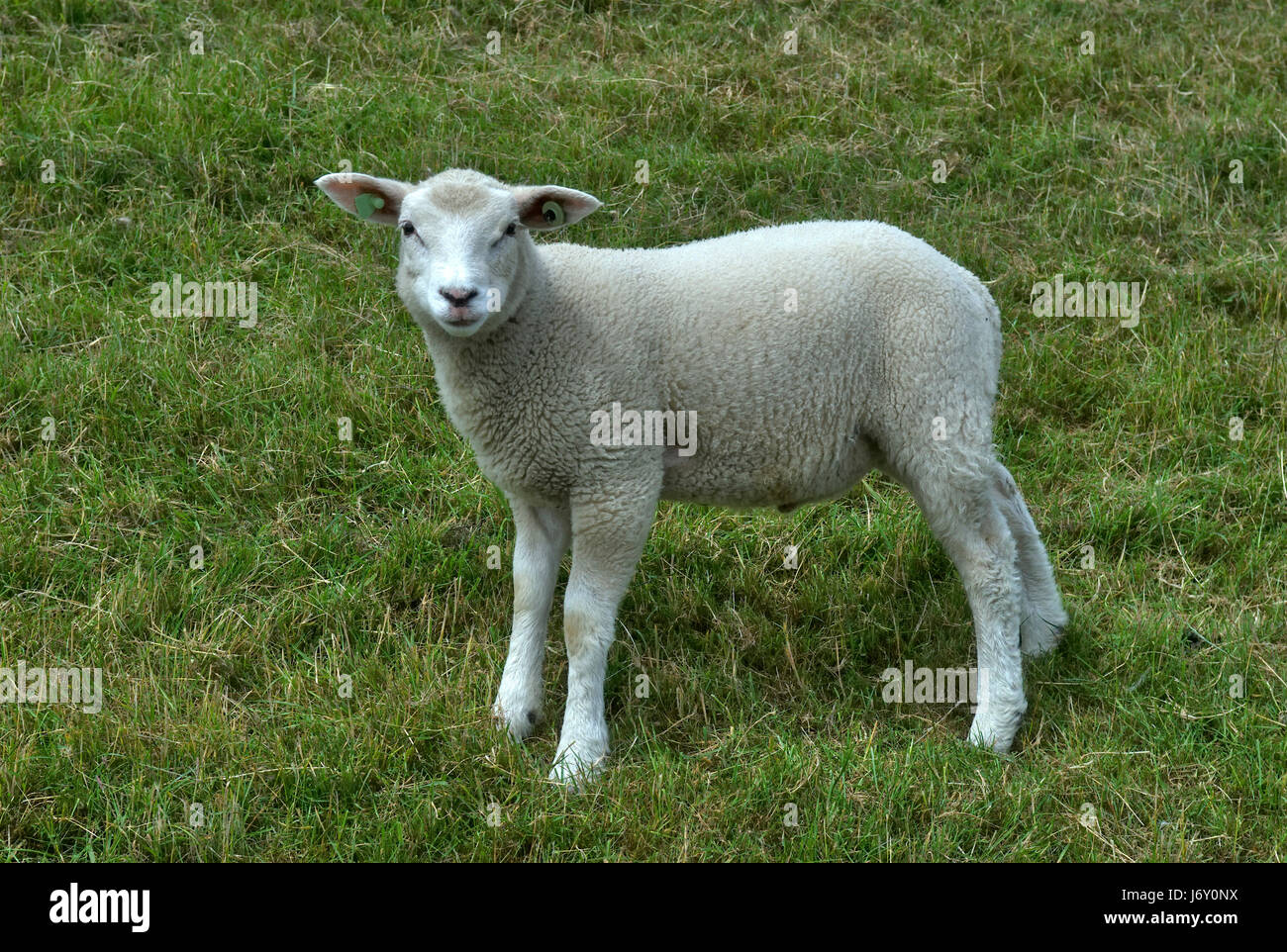lamb on pasture Stock Photo
