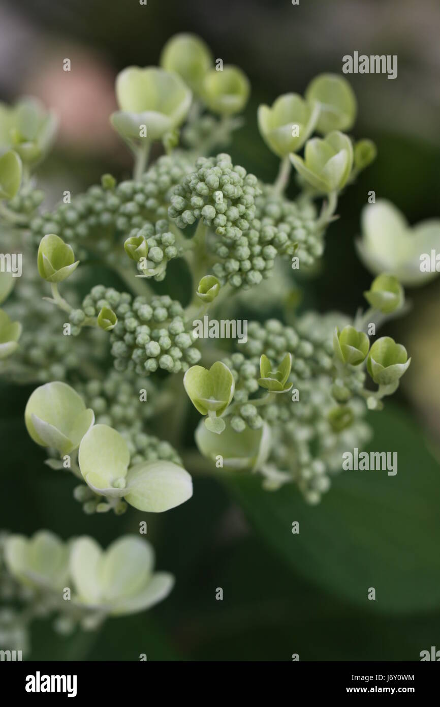 hydrangea hydrangea paniculata Stock Photo - Alamy