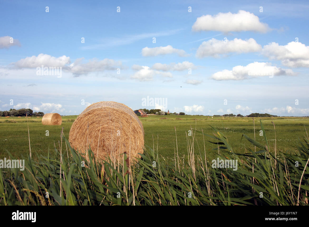 agriculture farming field reed hay-clench hay firmament sky community village Stock Photo