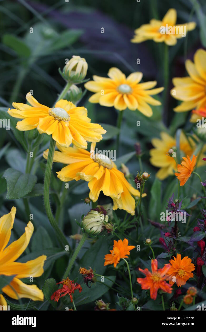 flower plant bloom blossom flourish flourishing decorative plant sun