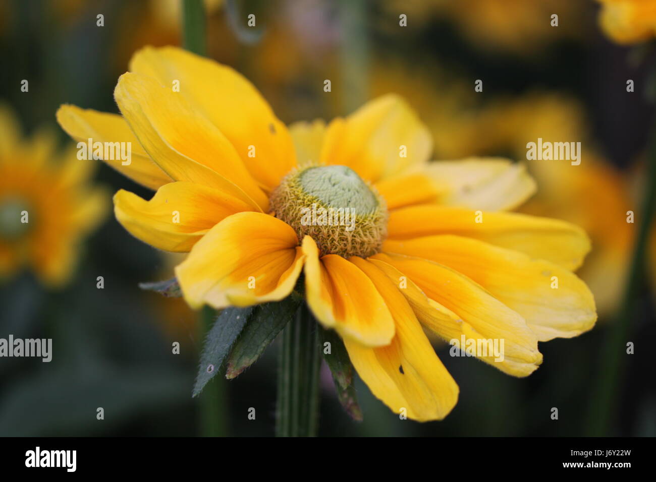 flower plant bloom blossom flourish flourishing decorative plant sun