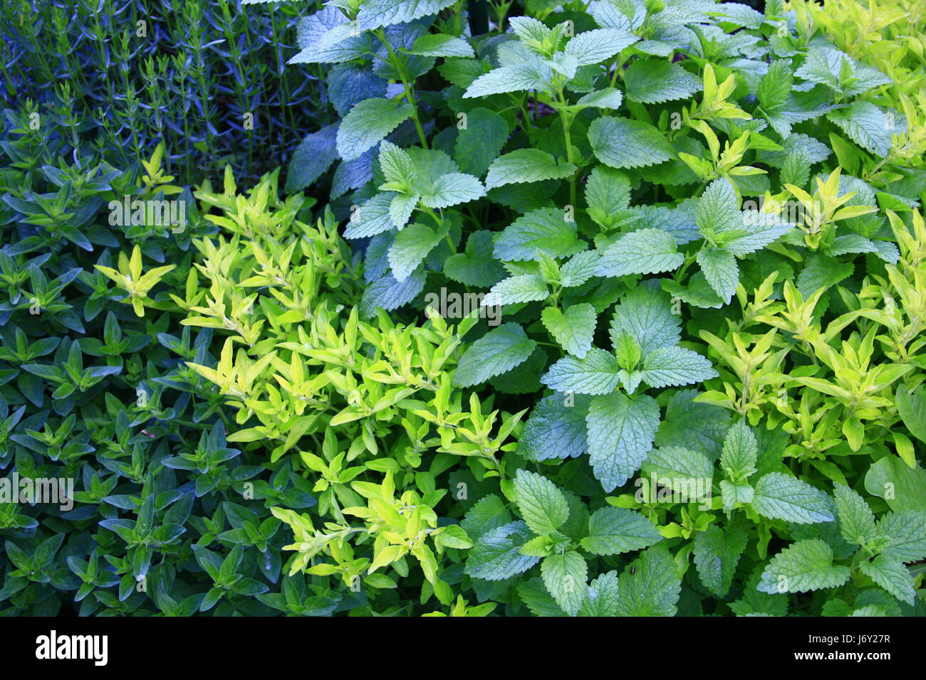 oregano lemon balm herbs plant green boil cooks boiling cooking