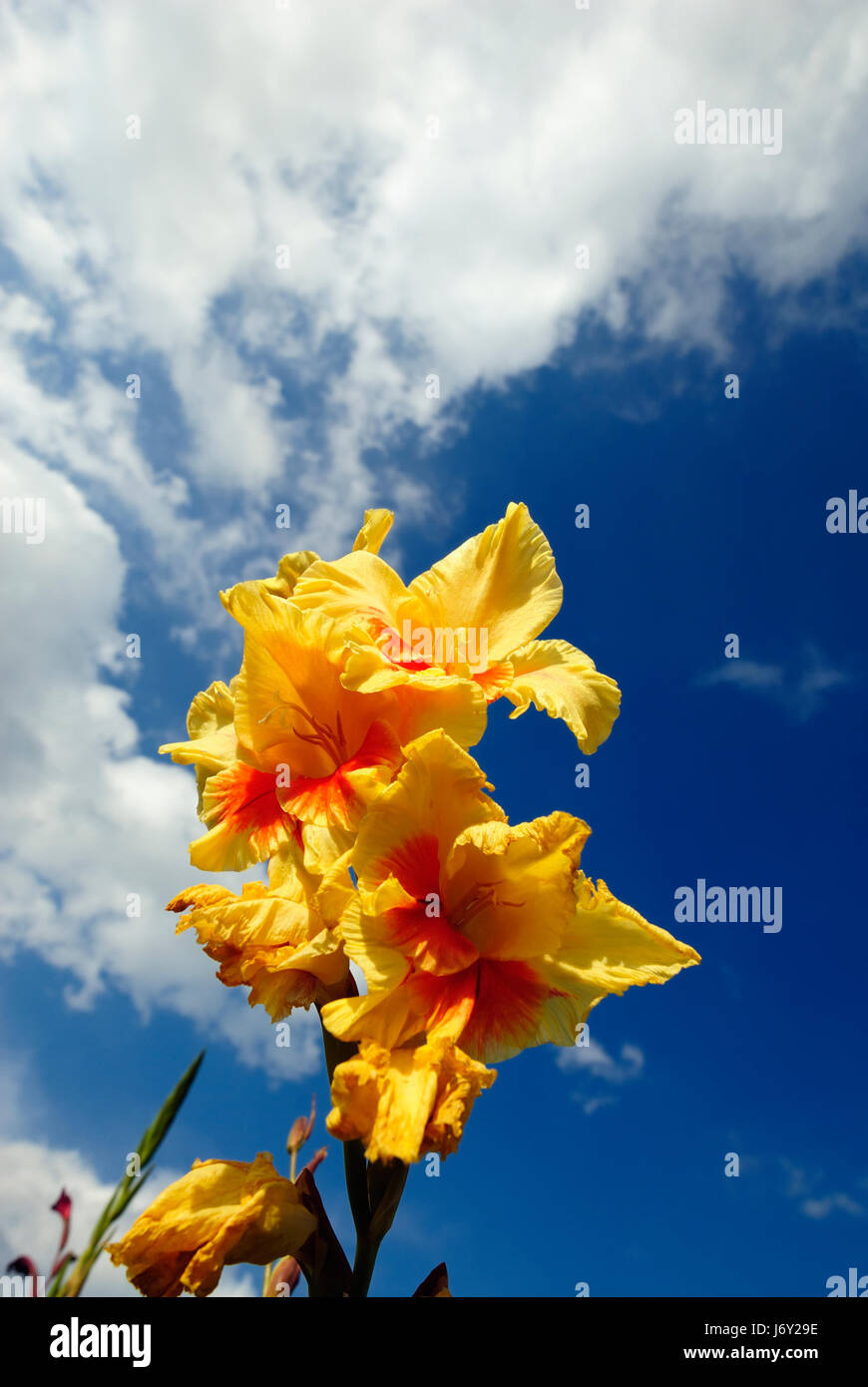 flower plant gladiolus worms eye blue cloud summer summerly firmament sky Stock Photo