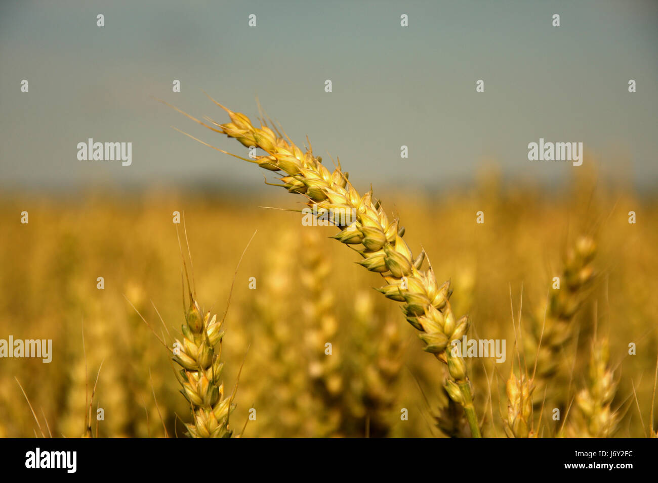 agriculture farming field grain ear rye blades cereal agriculture farming field Stock Photo