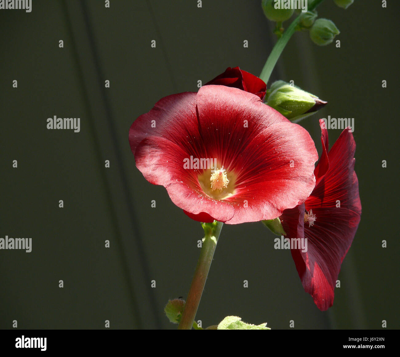 blossoms roses buds mallow bleed red plant pink still life brown