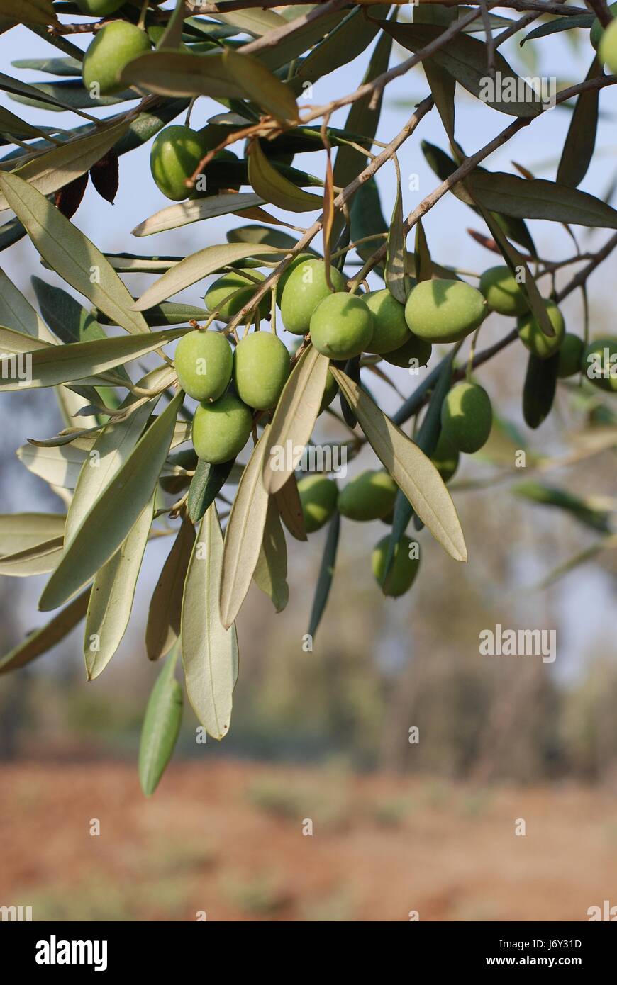 tree trees green hang israel olive olives olivetree food aliment macro