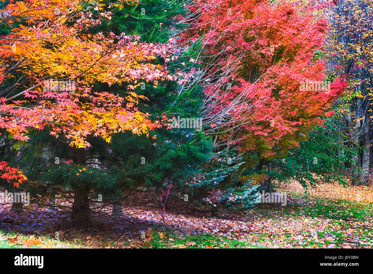 Colourful autumnal leafy trees and evergreen pine tree in a garden around Mt Wilson of Blue Mountains national park. Green grass covered by fallen lea Stock Photo
