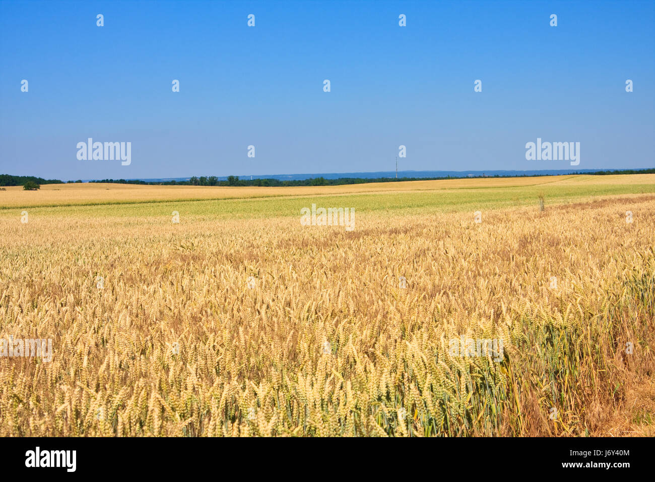 field grain wheat corn field wheat field grain field firmament sky