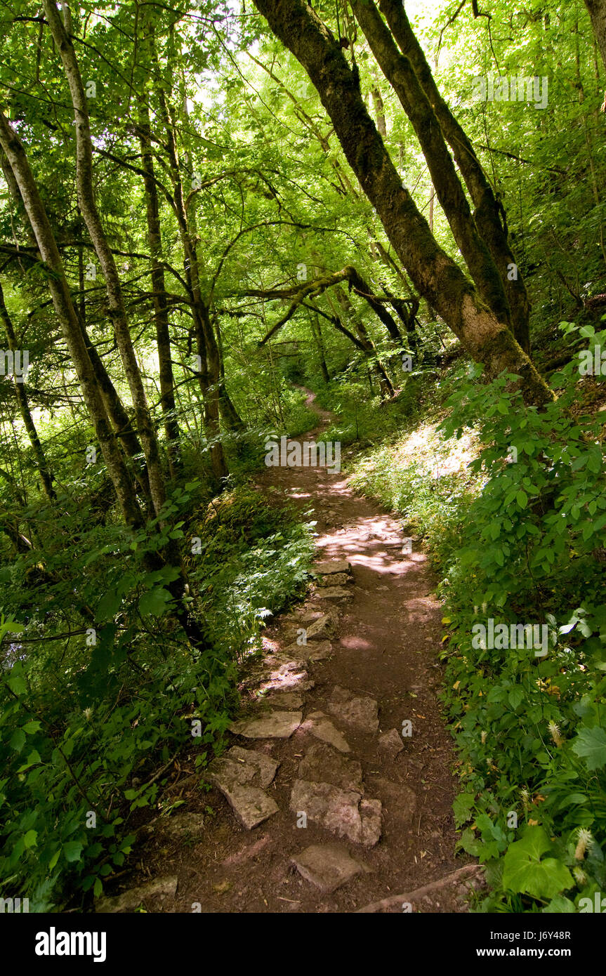 tree hike go hiking ramble black forest path forest migrate tree holiday Stock Photo