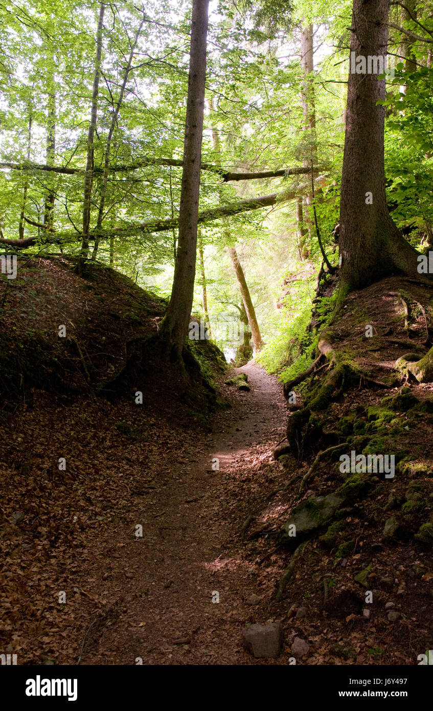 rock root black forest path forest tree holiday vacation holidays vacations Stock Photo