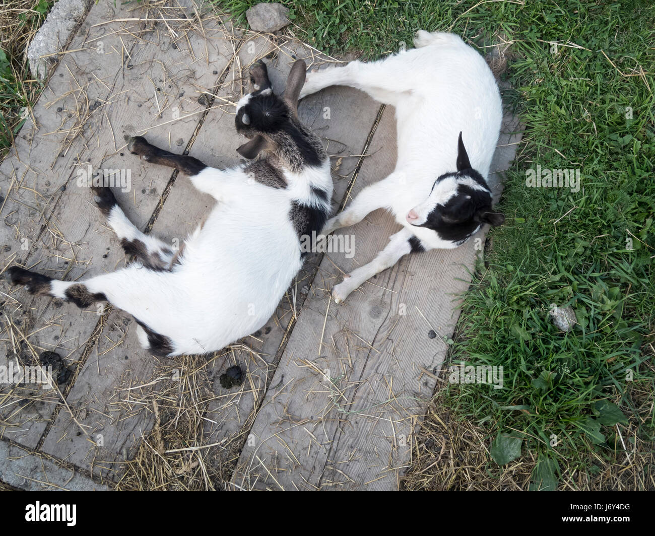 Draufsicht zweier auf Brettern liegende Hausziegen-Jungtiere auf einer kleinen Alm in Südtirol. Stock Photo