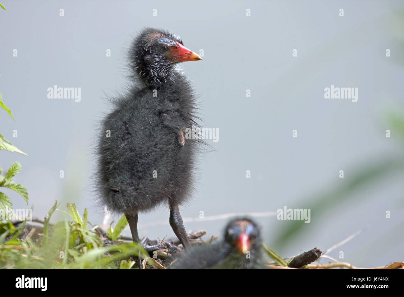 Slipt hi-res stock photography and images - Alamy