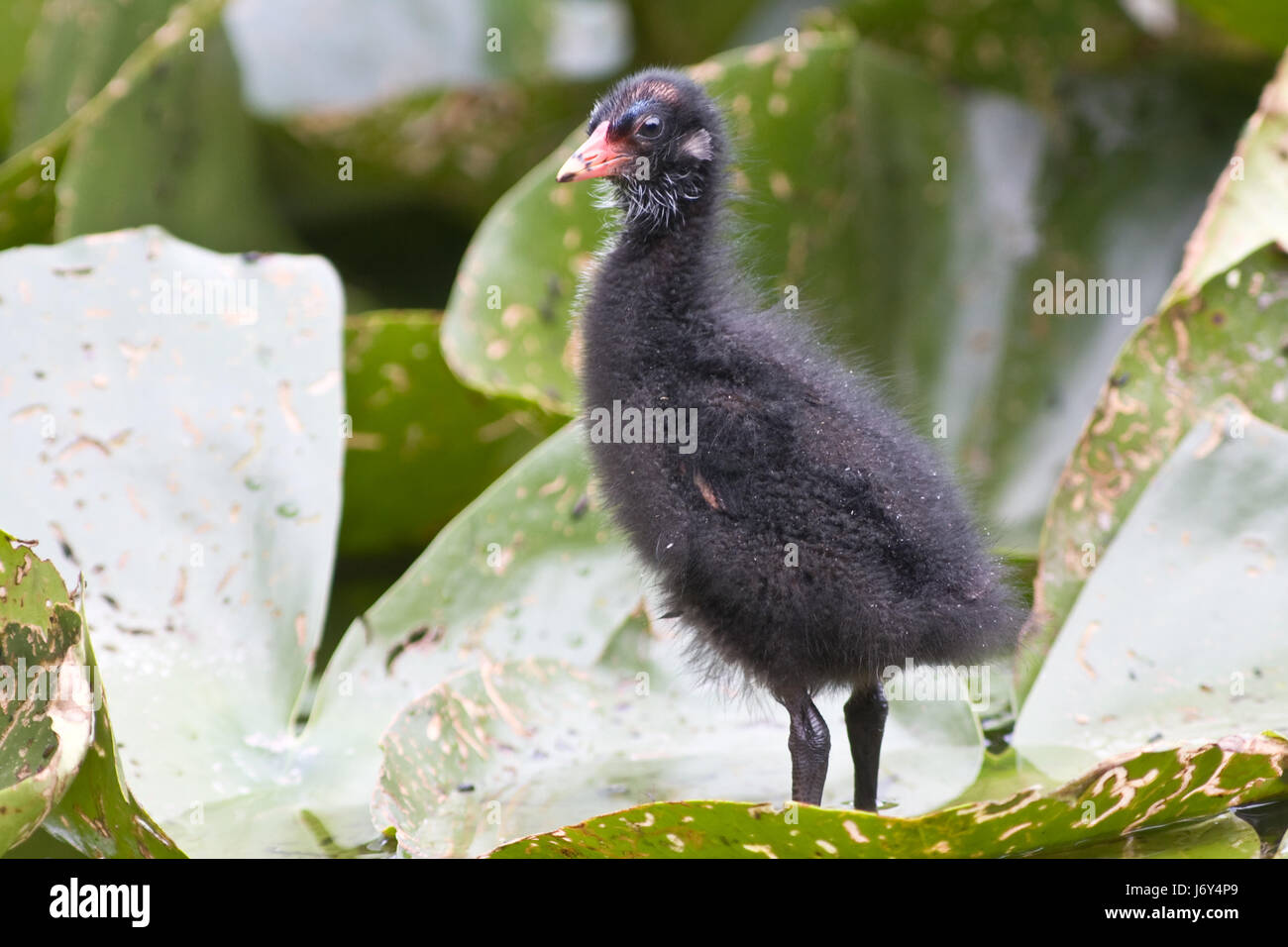 bird curious nosey nosy birds waterfowls cub baby waterfowl slipt chick ...