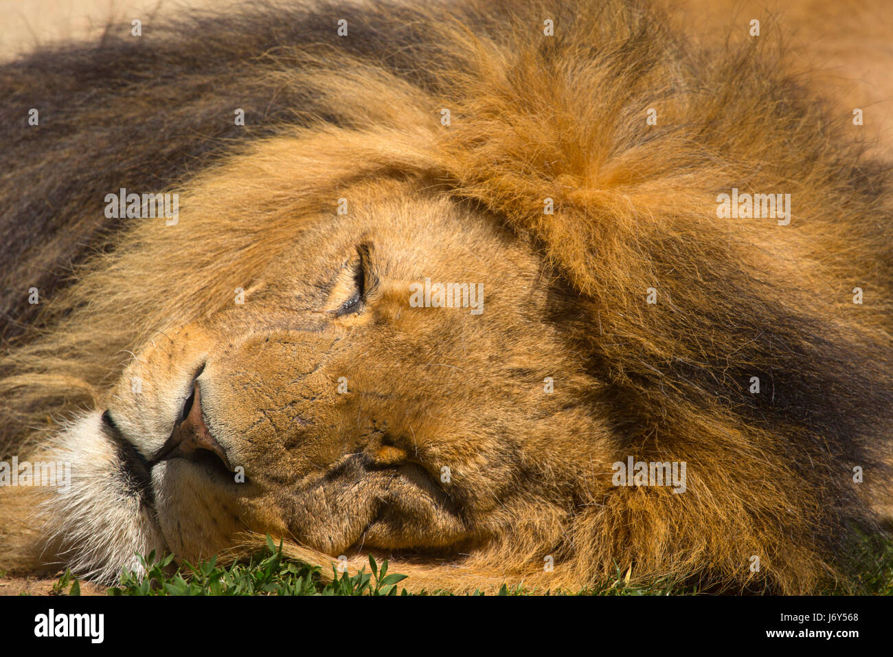 Extreme close up of a male african lion asleep in the sun Stock Photo