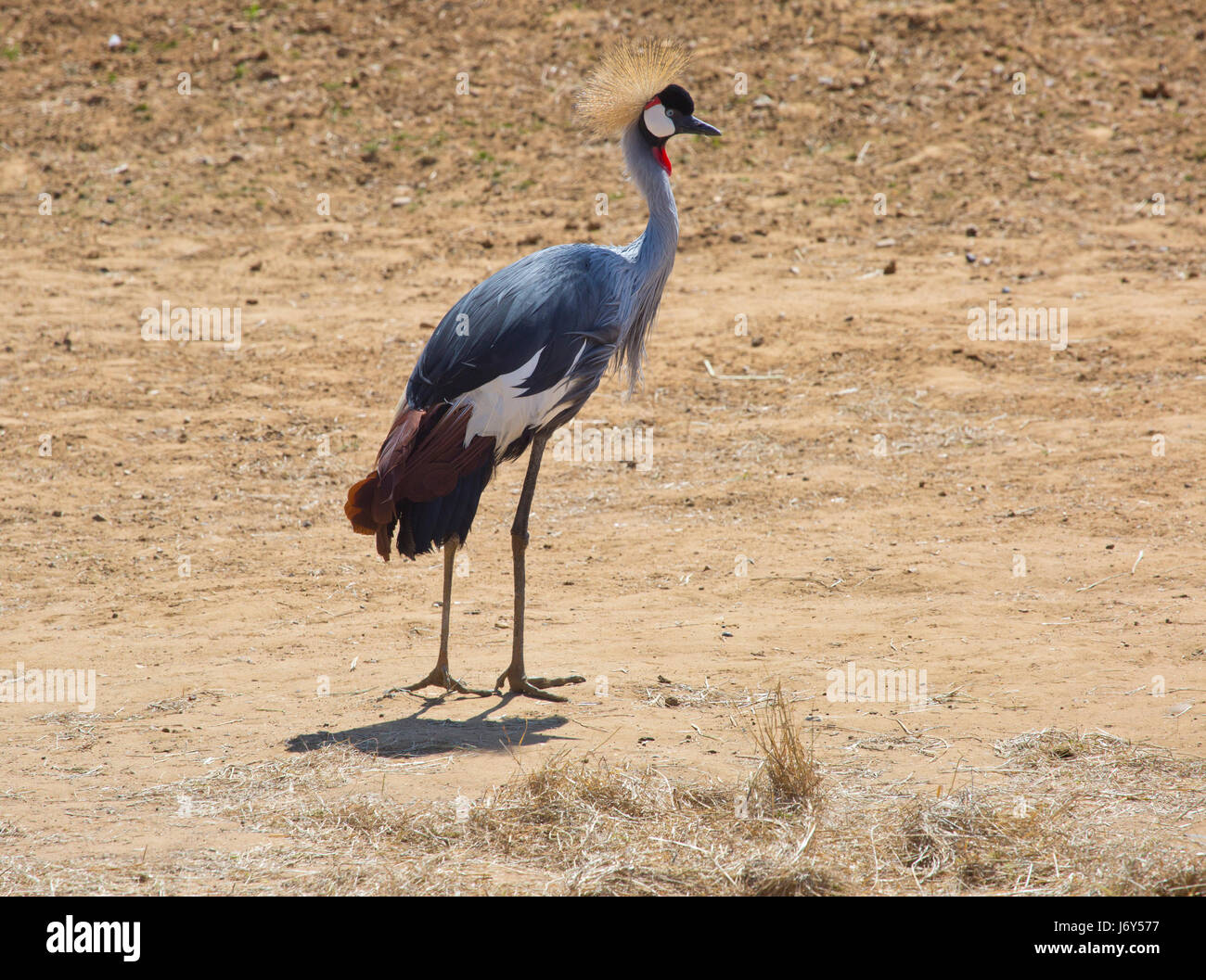 An african crowned crane in an arid desert landscape Stock Photo