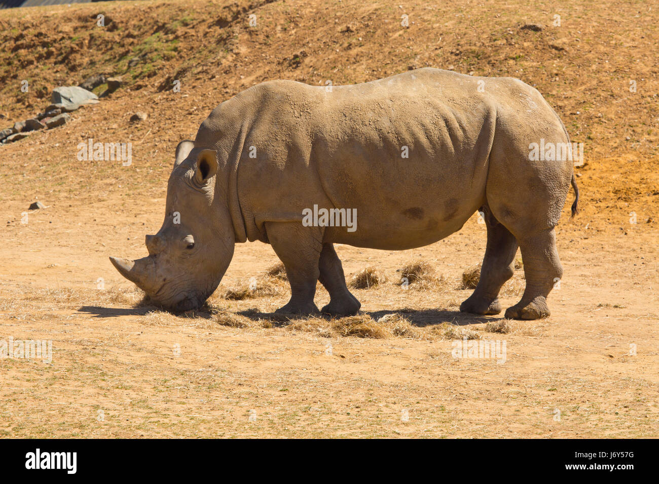 An african white rhino grazing on some dry grass Stock Photo