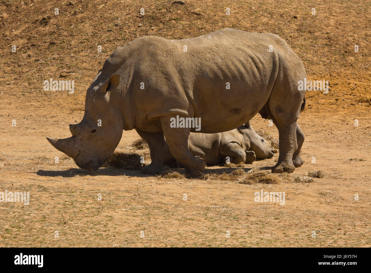 A female african white rhino with a young calf lying down while she is grazing on dry grass Stock Photo