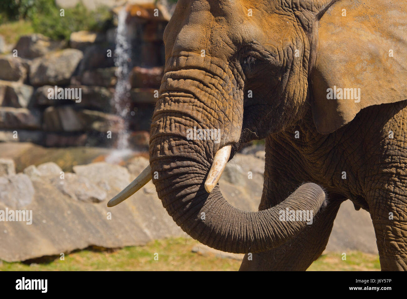 A close up image of an african elephant with rocks and waterfall in the background Stock Photo