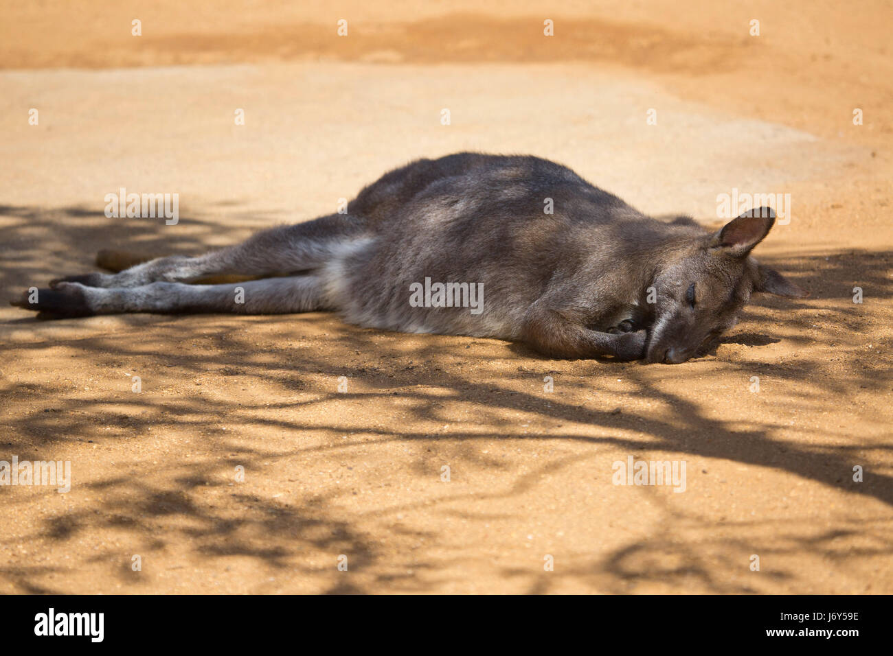An australian wallaby asleep in the shade of a tree in the bush Stock Photo