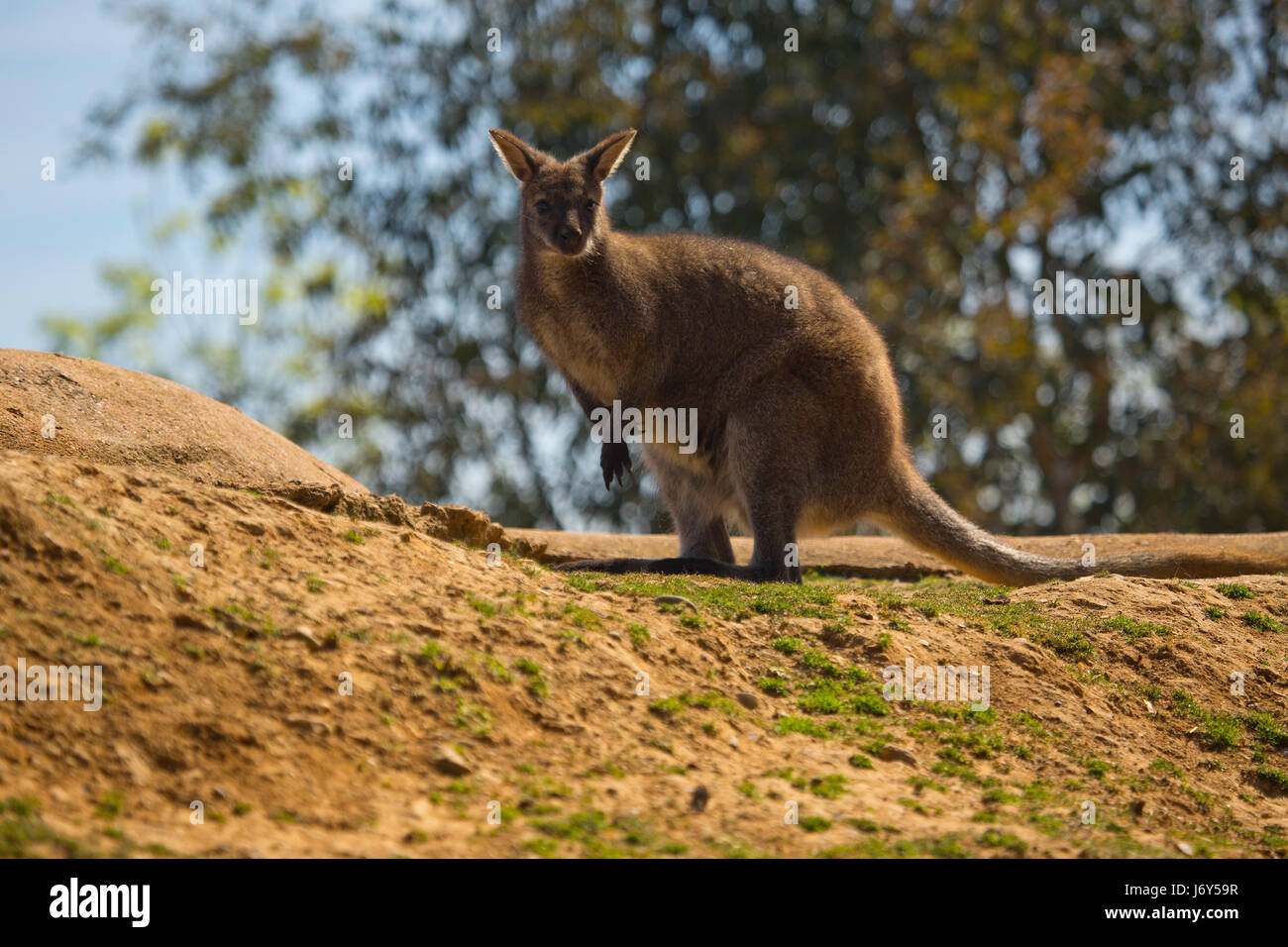 An australian wallaby sitting on a rock with trees in the background Stock Photo