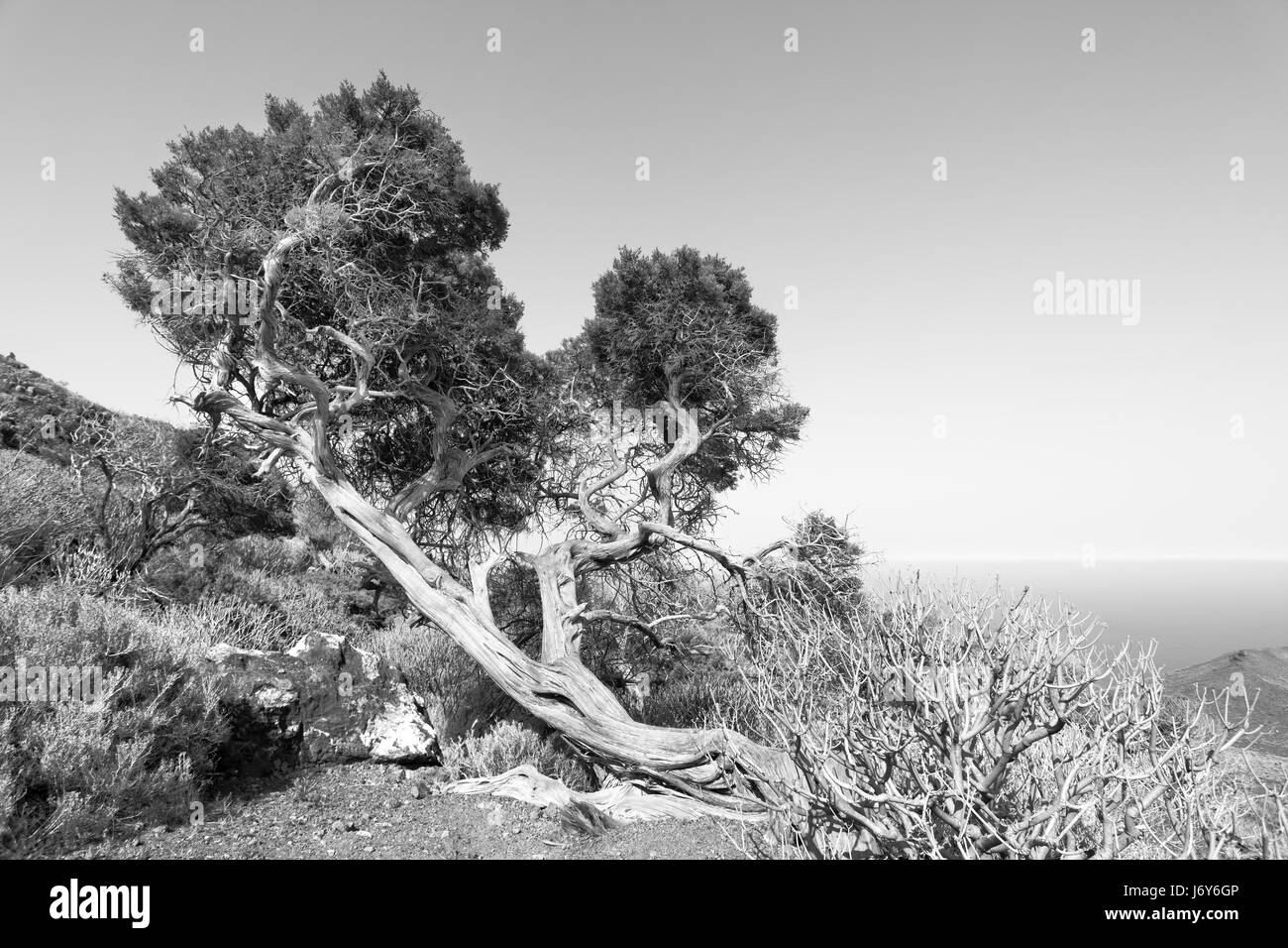 Bent by strong wind tree in highlands of El Hierro, Canary Islands. Black and white image Stock Photo