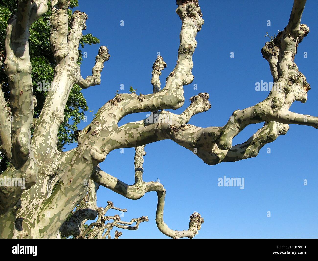sycamore tree trees bark sycamore sycamores platan platanenbaum platanus Stock Photo