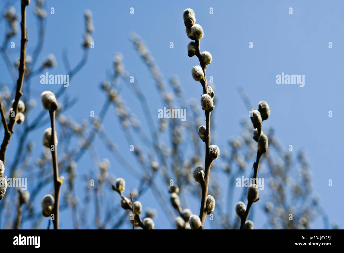 blue bloom blossom flourish flourishing willow catkin firmament sky willow blue Stock Photo