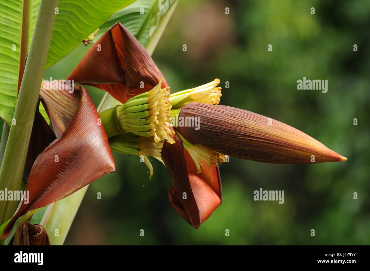 banana flower Stock Photo