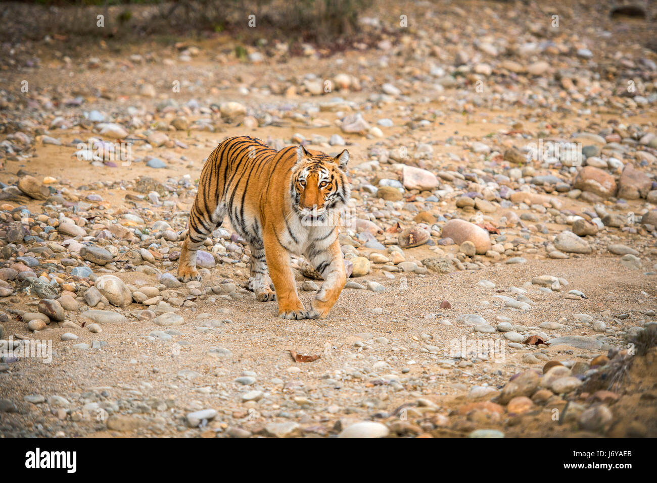 Tiger closeups Stock Photo