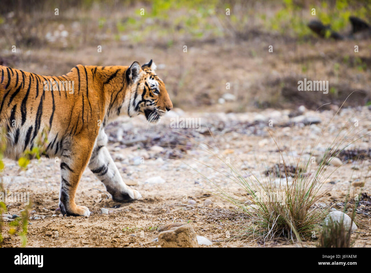 Tiger closeups Stock Photo