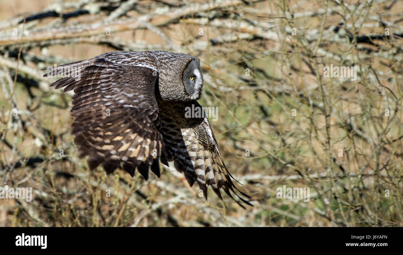 The Great Grey Owl  (Strix Nebulosa) flying with a slightly defocused deciduous forest in early spring.in the background. Stock Photo