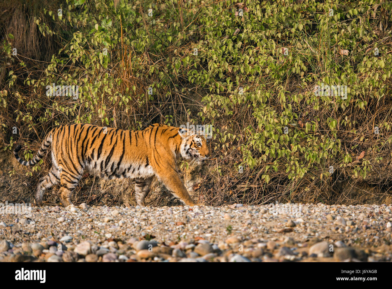 Tiger closeups Stock Photo