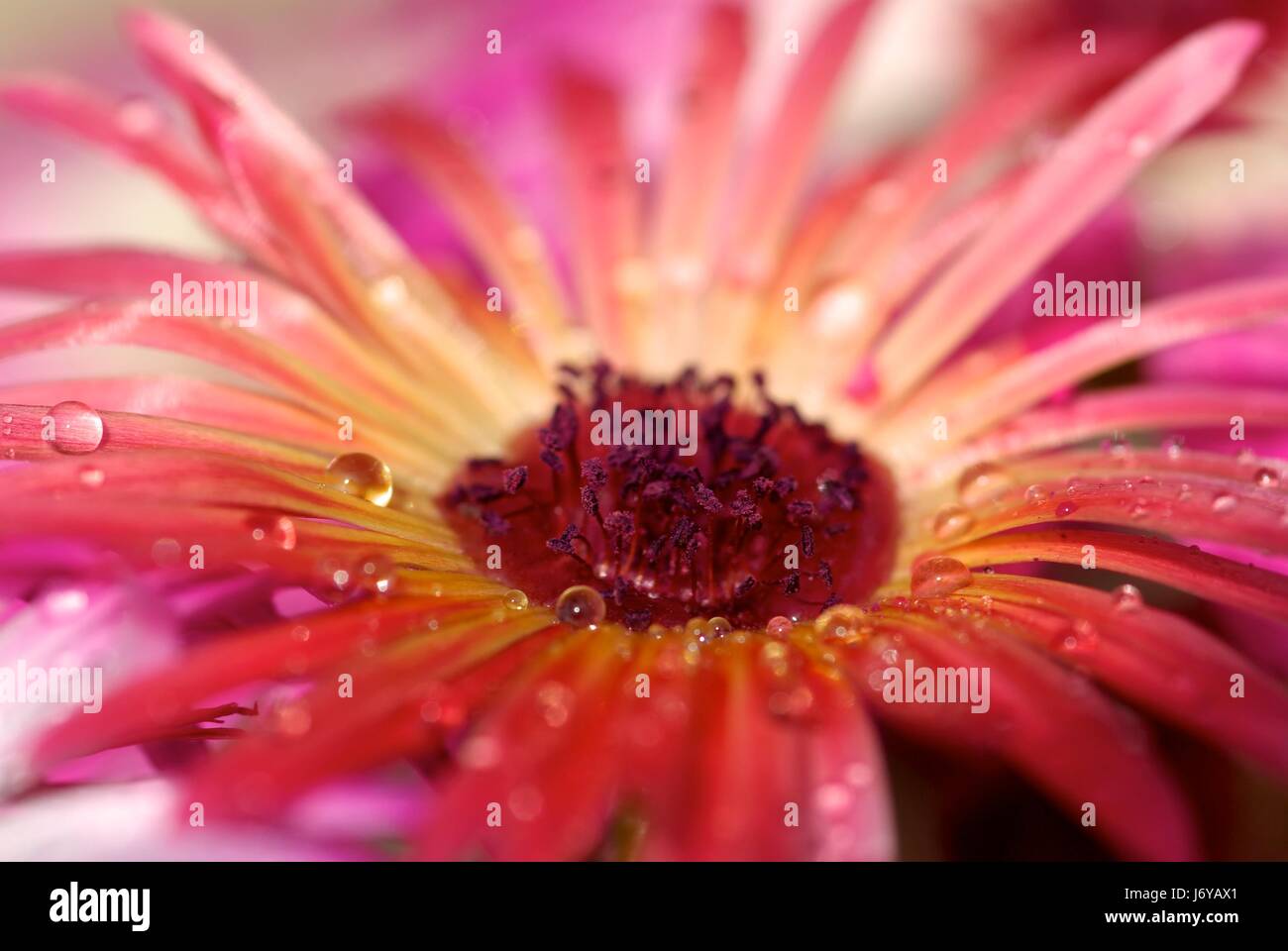 water flowers games Stock Photo Alamy