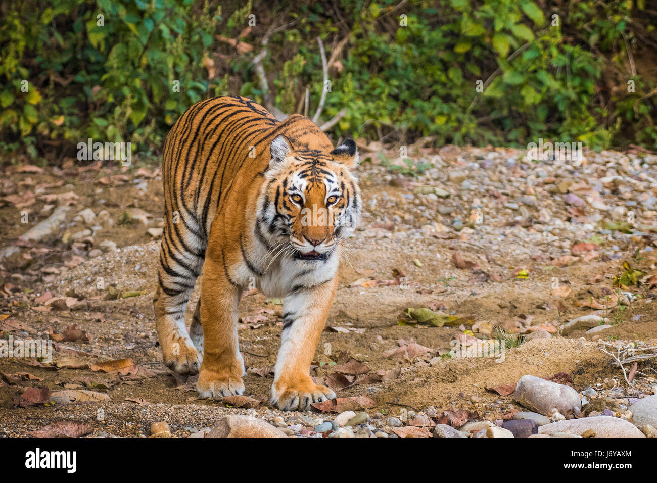 Tiger closeups Stock Photo