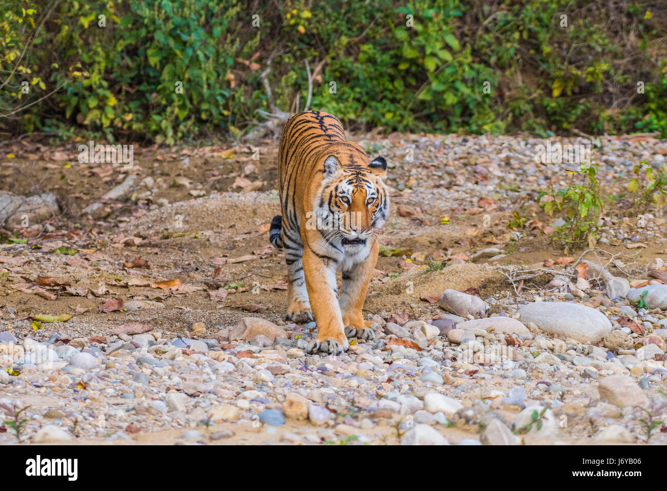 Tiger closeups Stock Photo