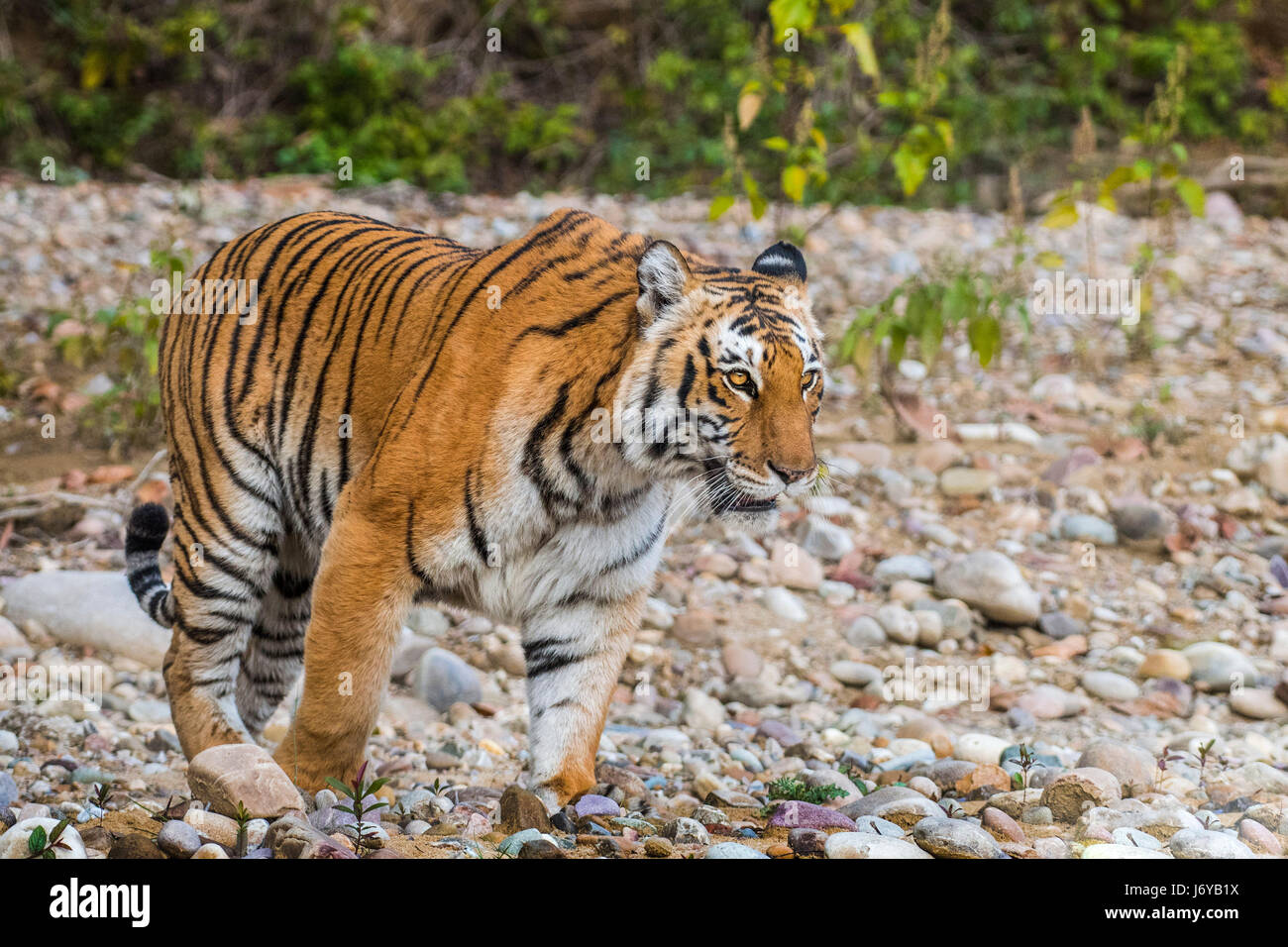 Tiger closeups Stock Photo