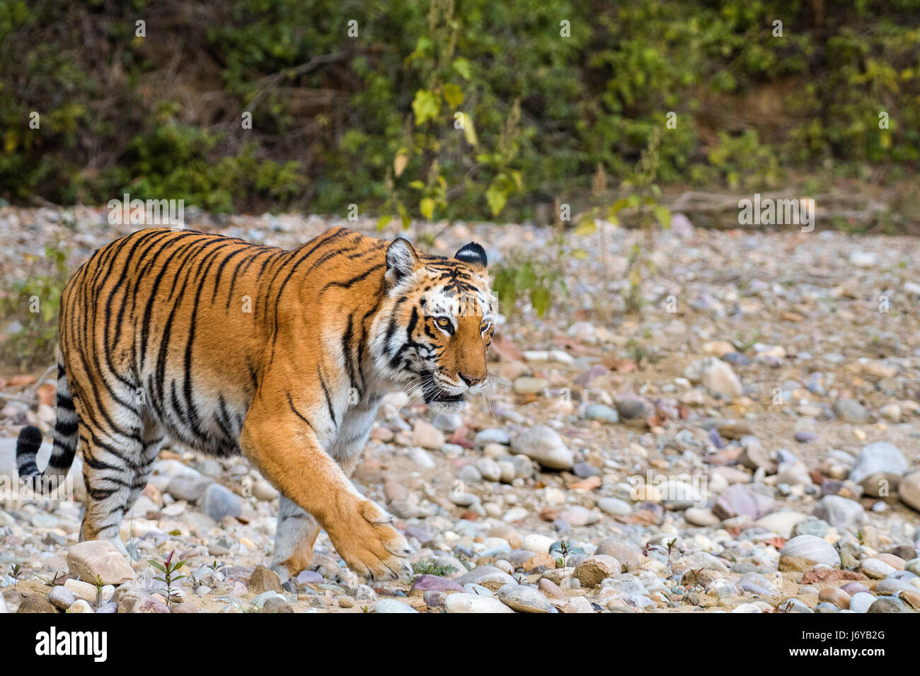 Tiger closeups Stock Photo