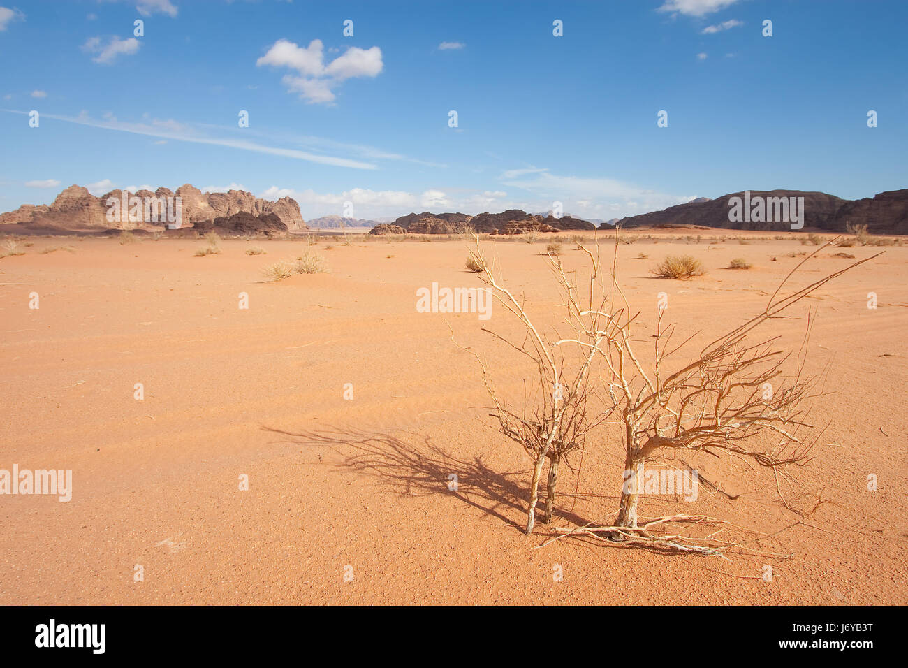 desert wasteland asia jordan middle east wadi rum plant humans human