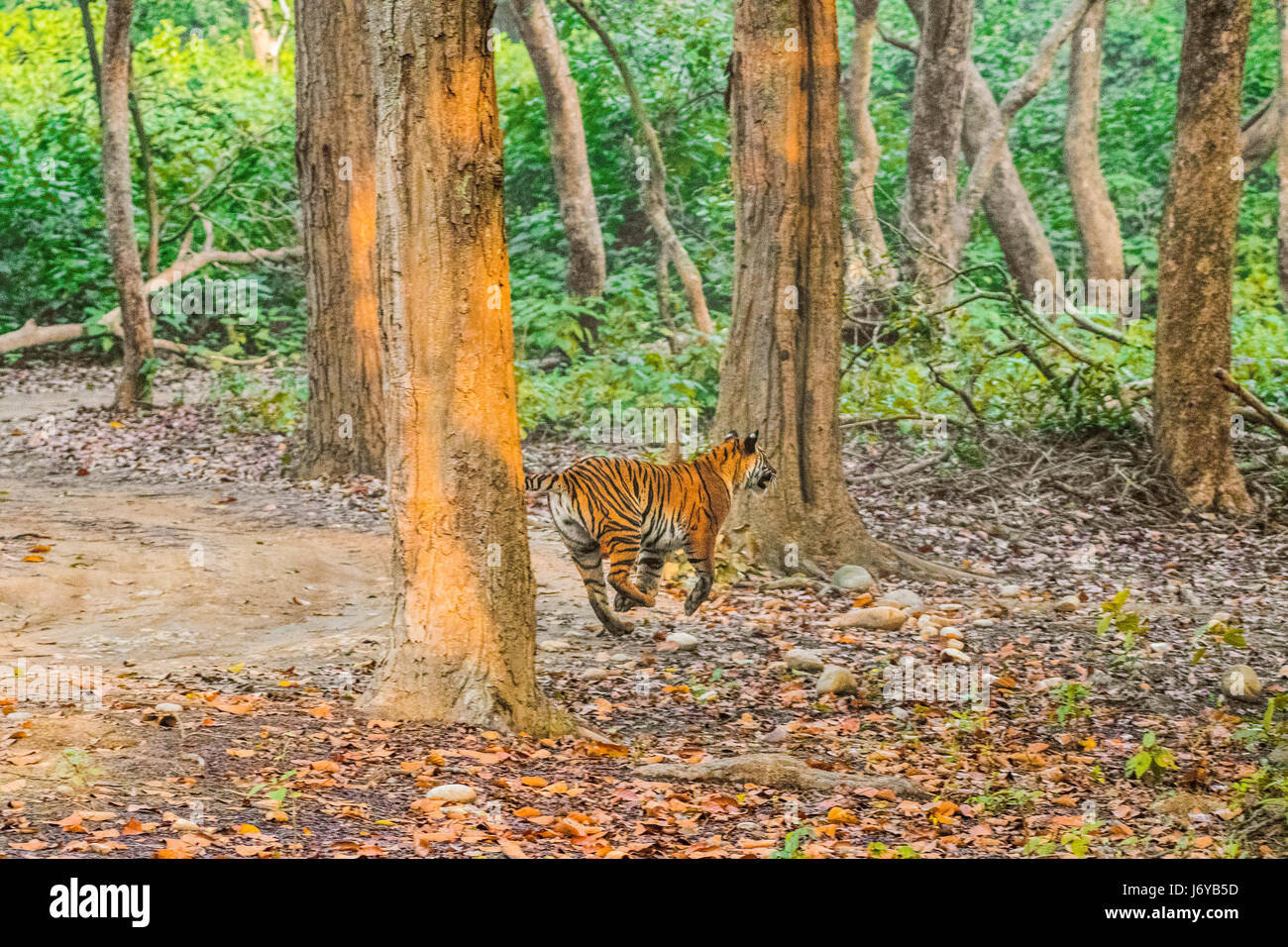 Tiger fight hires stock photography and images Alamy