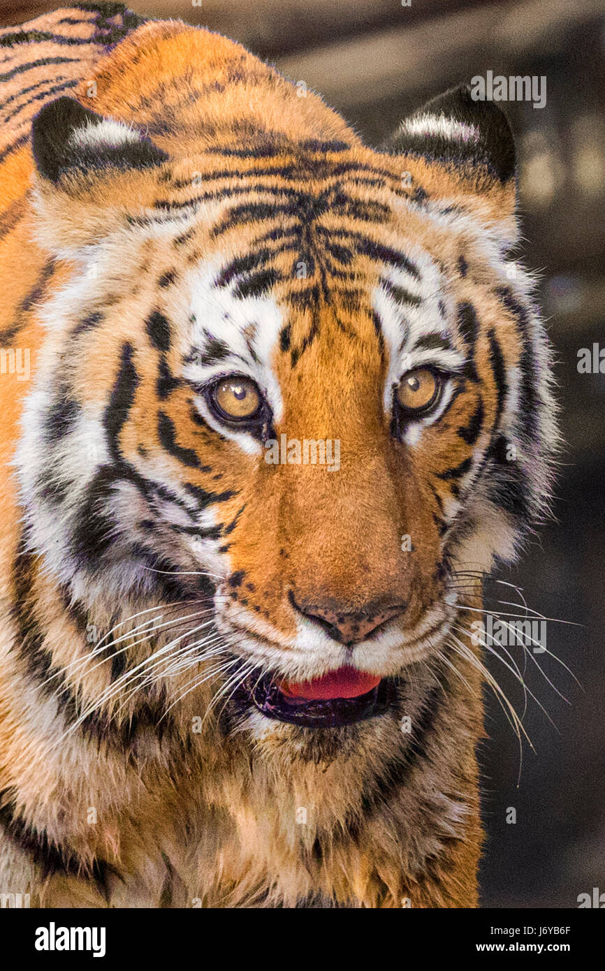 Tiger closeups Stock Photo