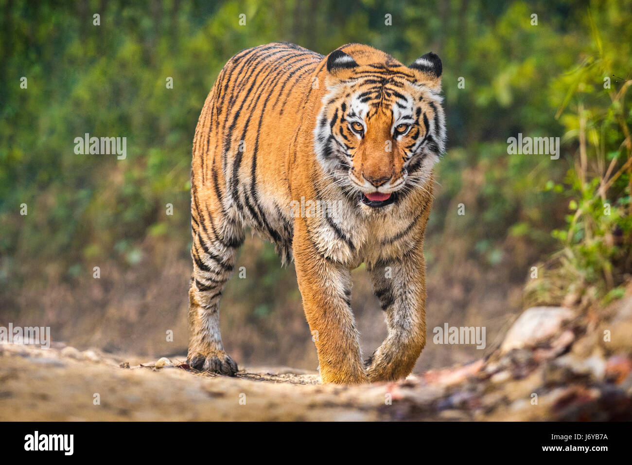 Tiger closeups Stock Photo