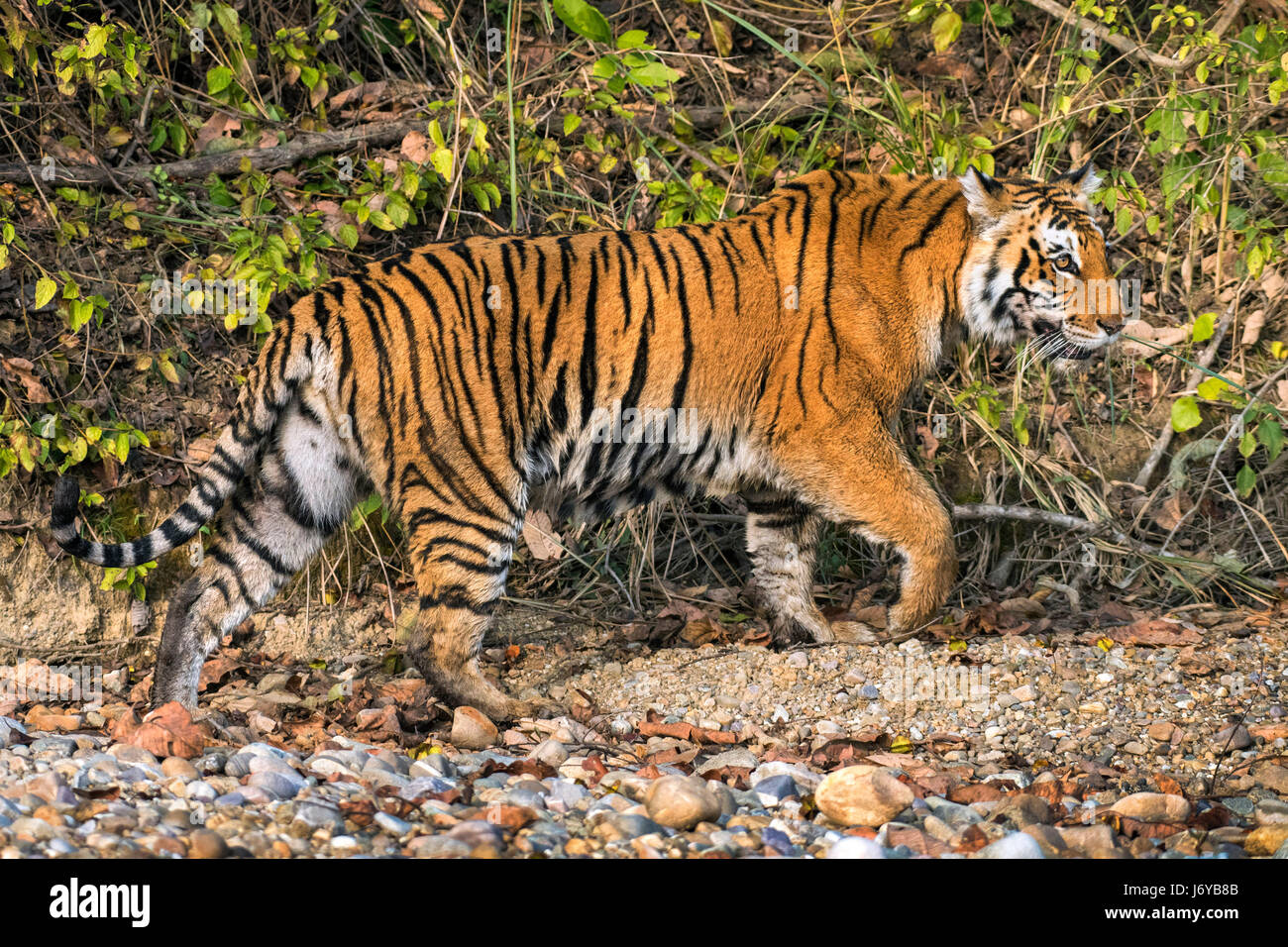 Tiger closeups Stock Photo