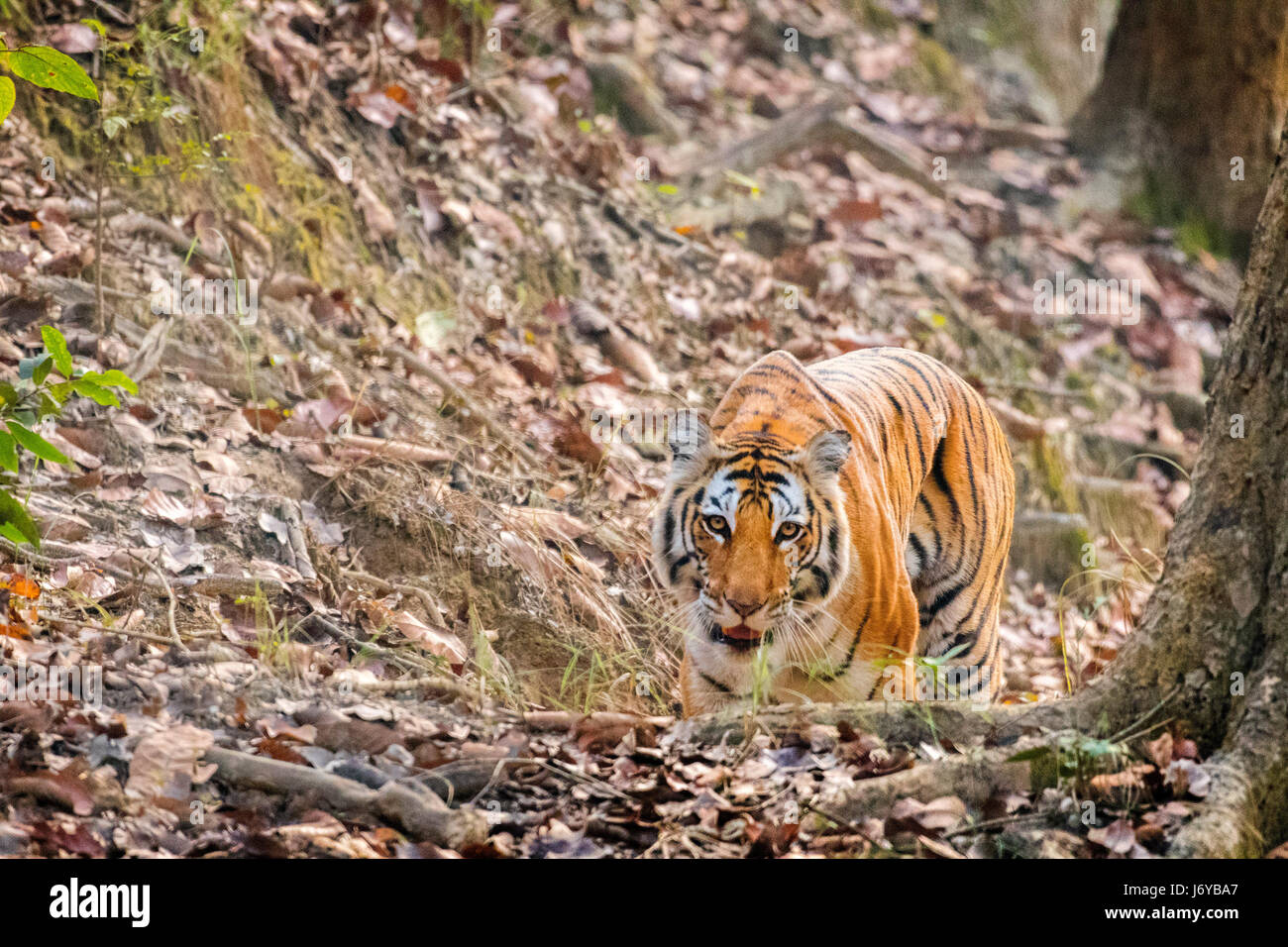 Tiger closeups Stock Photo