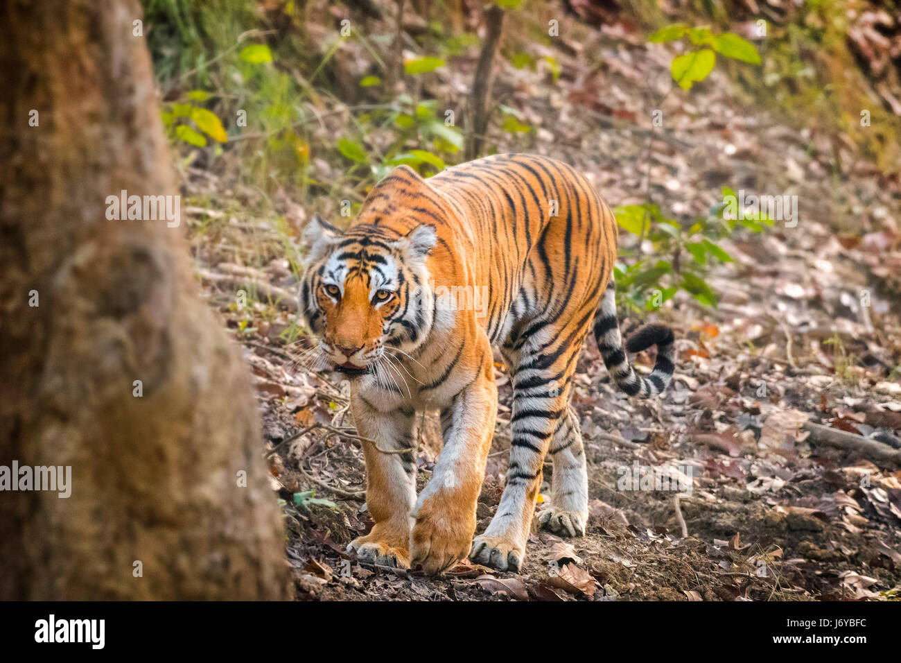 Tiger closeups Stock Photo