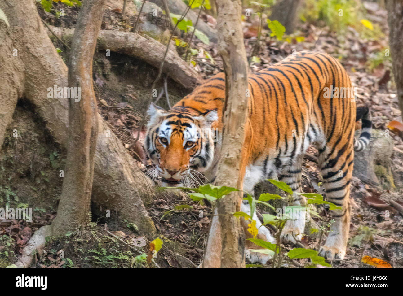 Tiger closeups Stock Photo